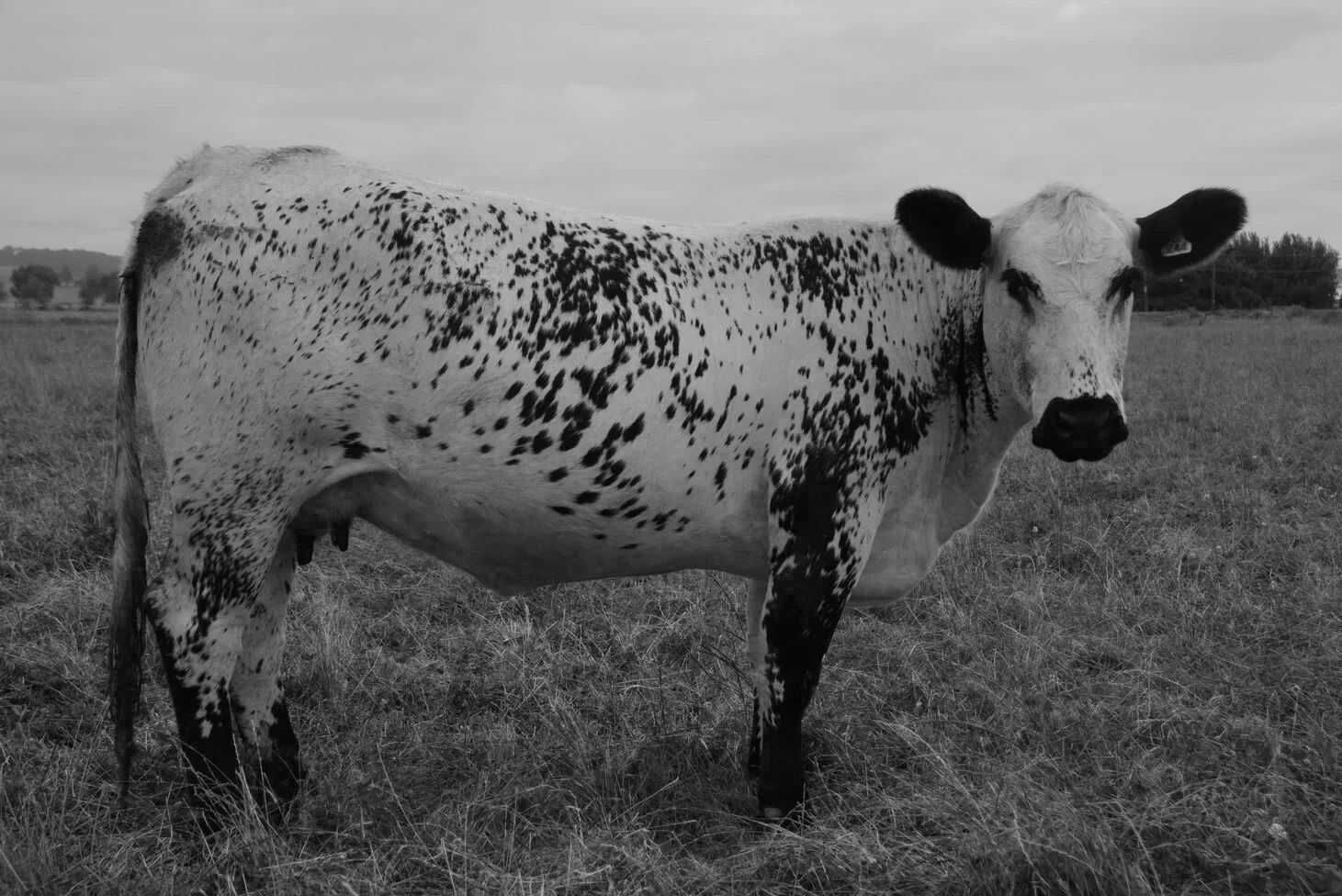   BELOW SEA LEVEL MYSTICAL STAR   SPOTS 'N SPROUTS STANDS ALONE  X  BELOW SEA LEVEL KARISMA 