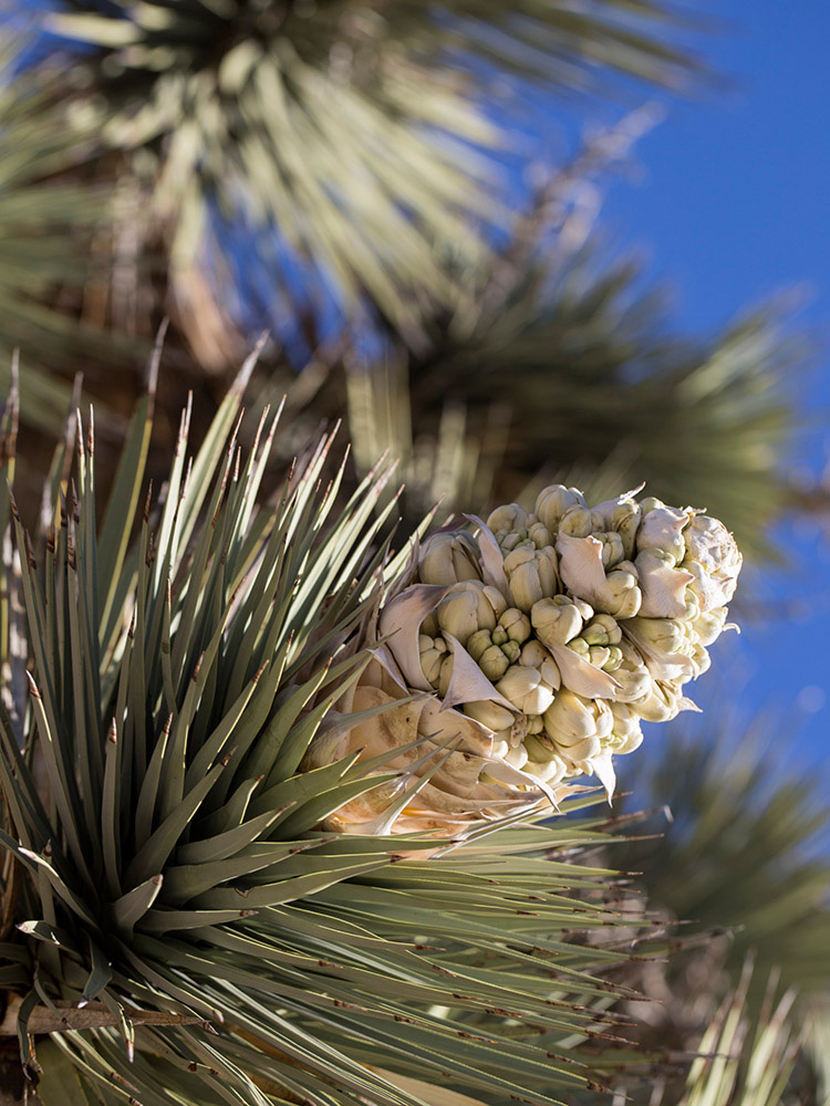 JoshuaTree_California_02.jpg