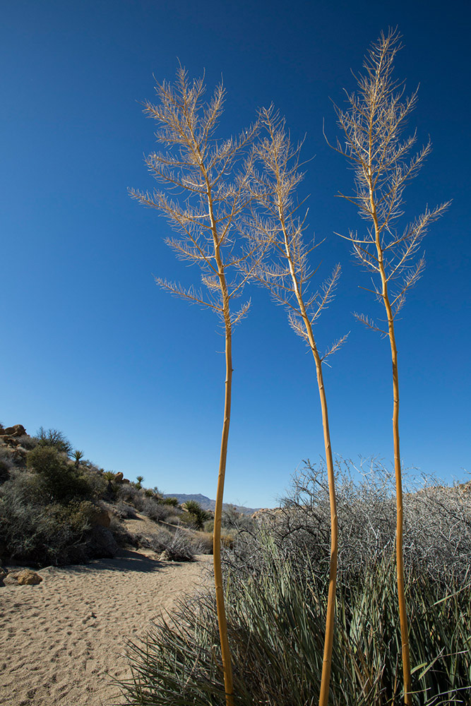 JoshuaTree_California_05.jpg