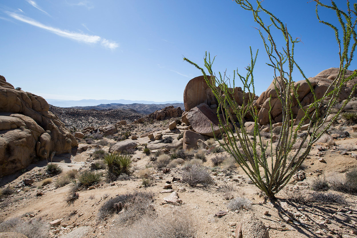 JoshuaTree_California_04.jpg