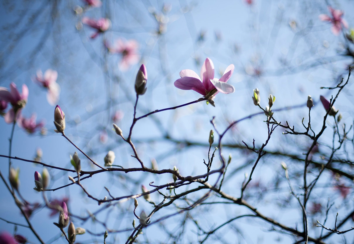 SpringMagnolia.jpg