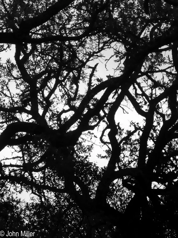 Tree Abstract 2 - John Miller Photography