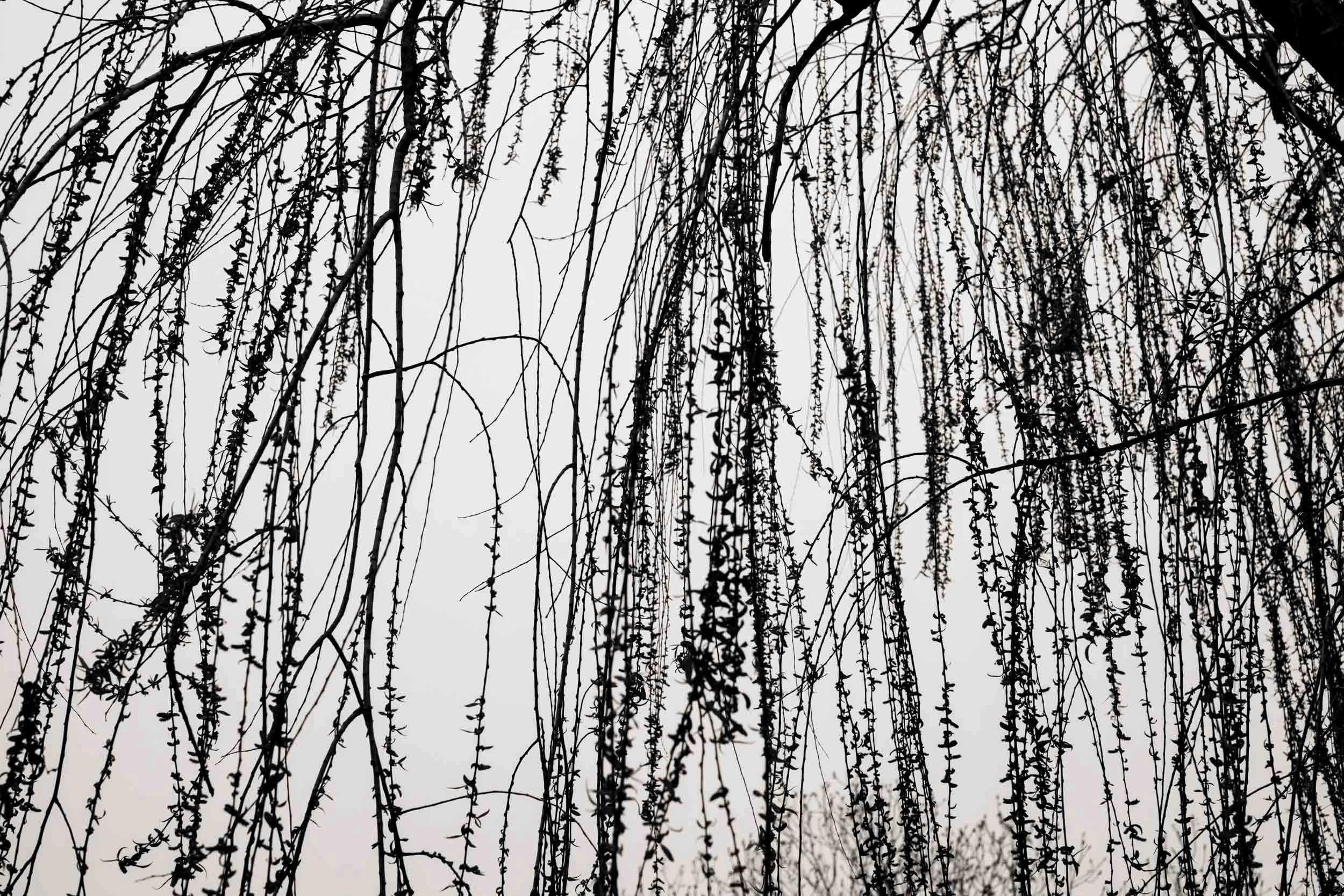 JohnMillerPhotography-SquareSpace-1484.jpg
