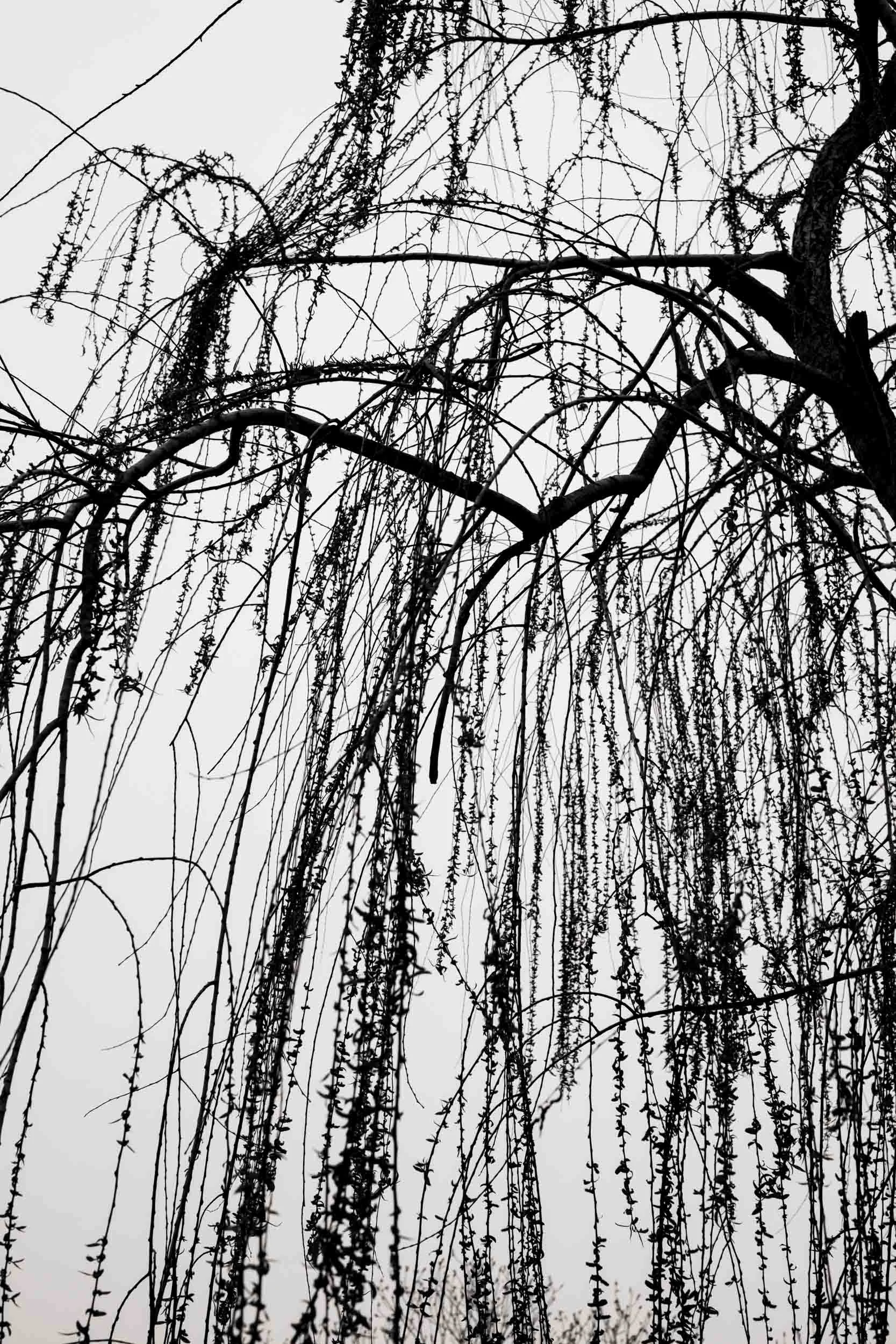 JohnMillerPhotography-SquareSpace-1485.jpg