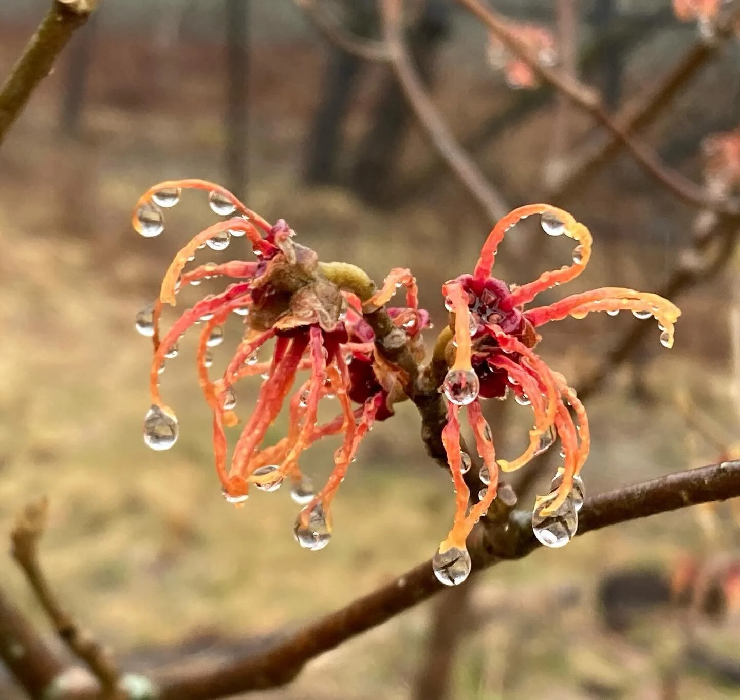 Late winter rains 💦