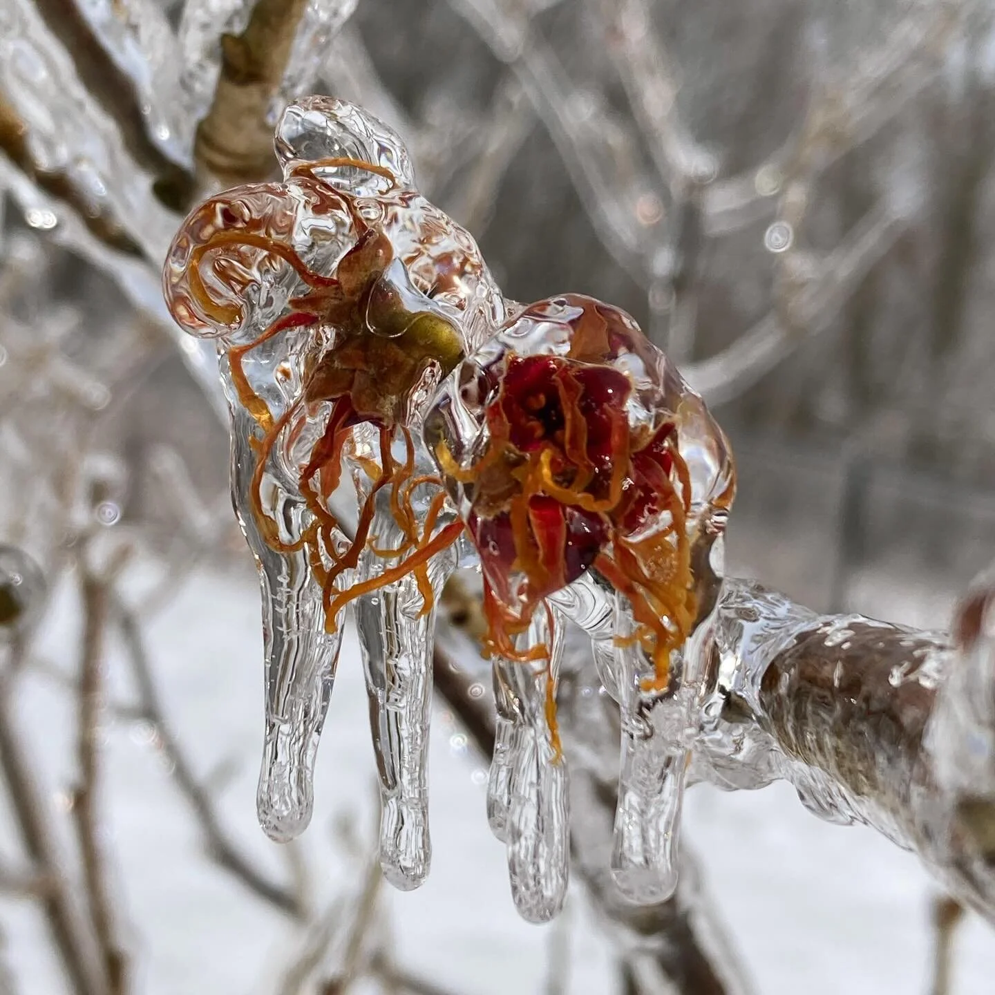 Witch hazels after the freezing rain storm. #springinmaine