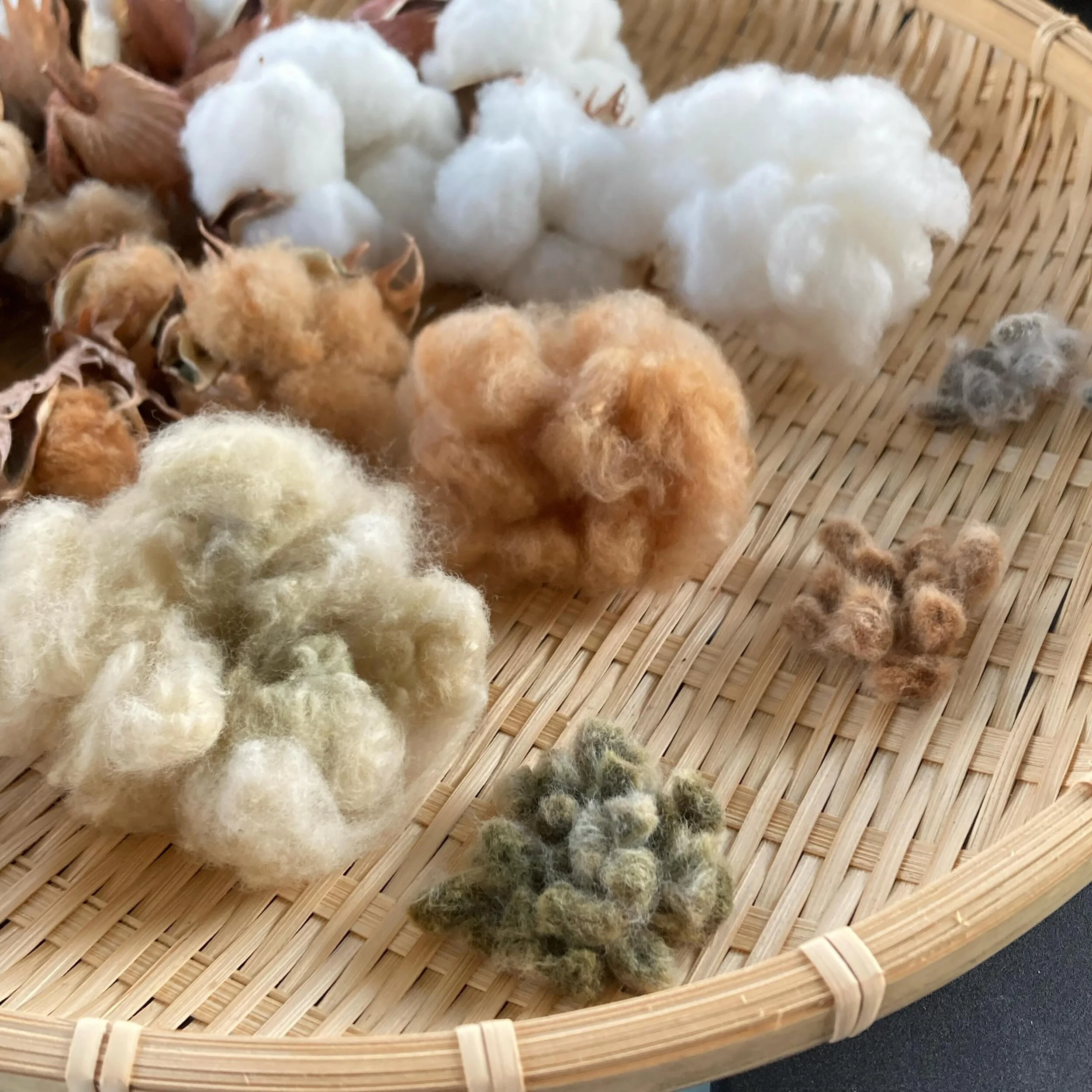 Naturally colored cotton floofs and their furry little seeds. 

#growingcotton #erlenesgreen #mississippibrown #redfoliatedwhite