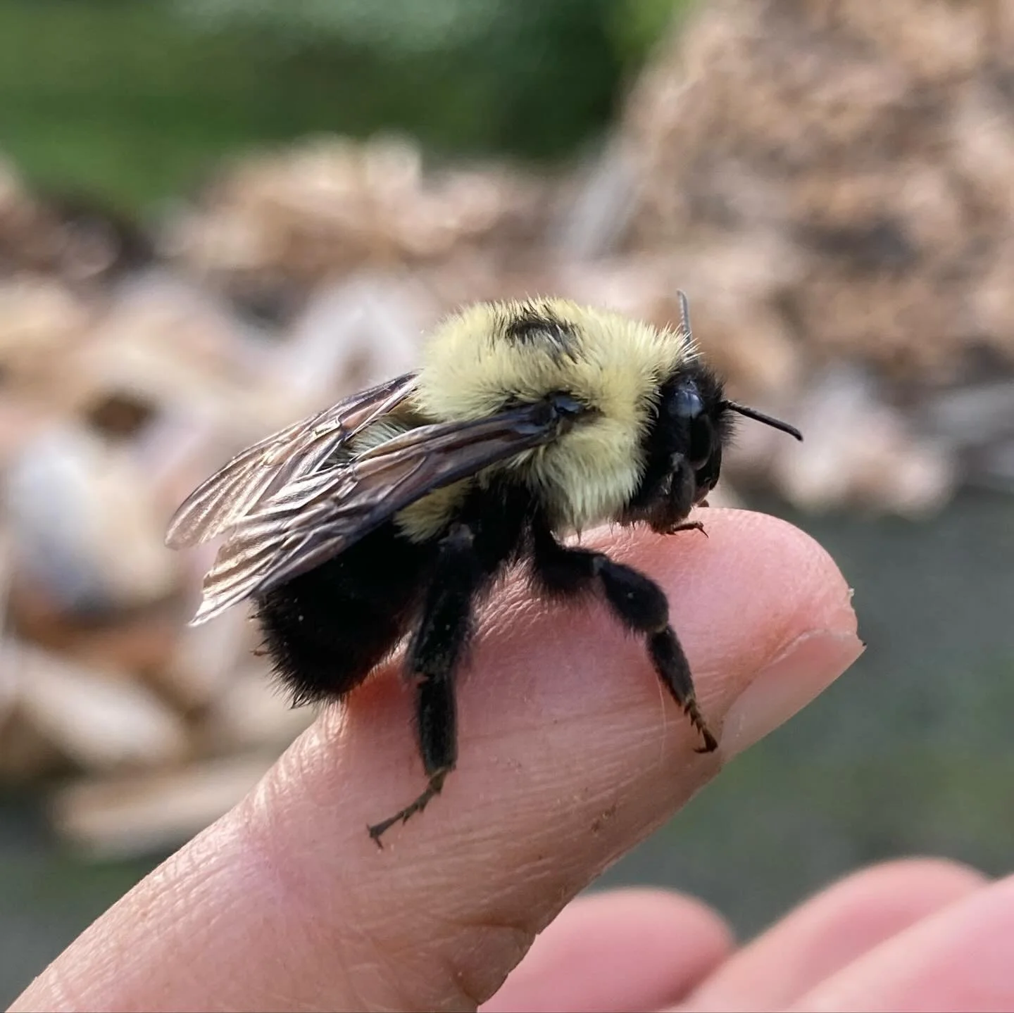 I had a moment with this huge (queen?) bumblebee last evening. She was crawling across the gravel driveway so I bent down and offered my hand. To my surprise, she climbed on! So of course we had a photo shoot from all angles as the sun set. 

 🐝～⋯～?