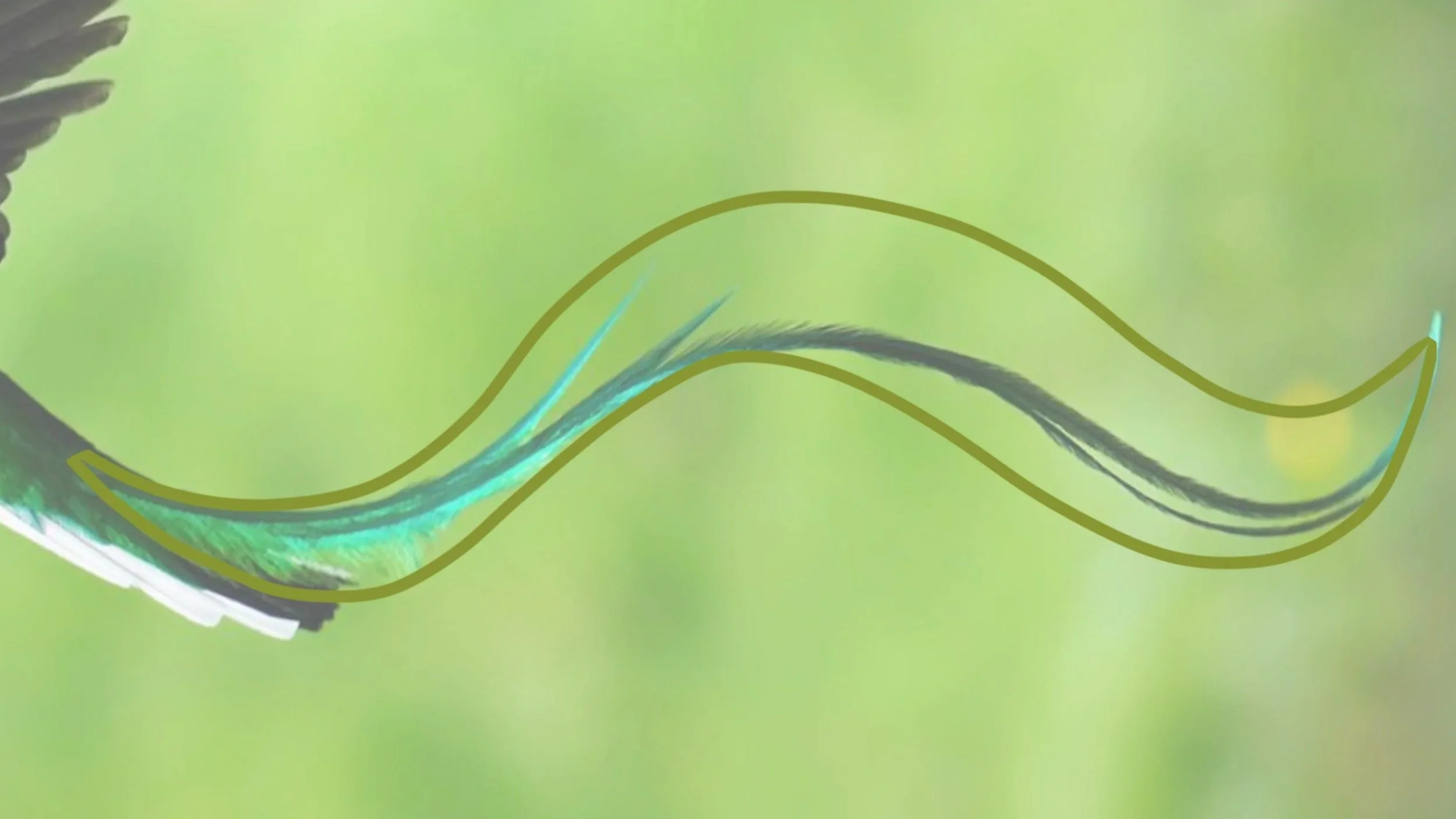 01+tail+inspiration.jpg
