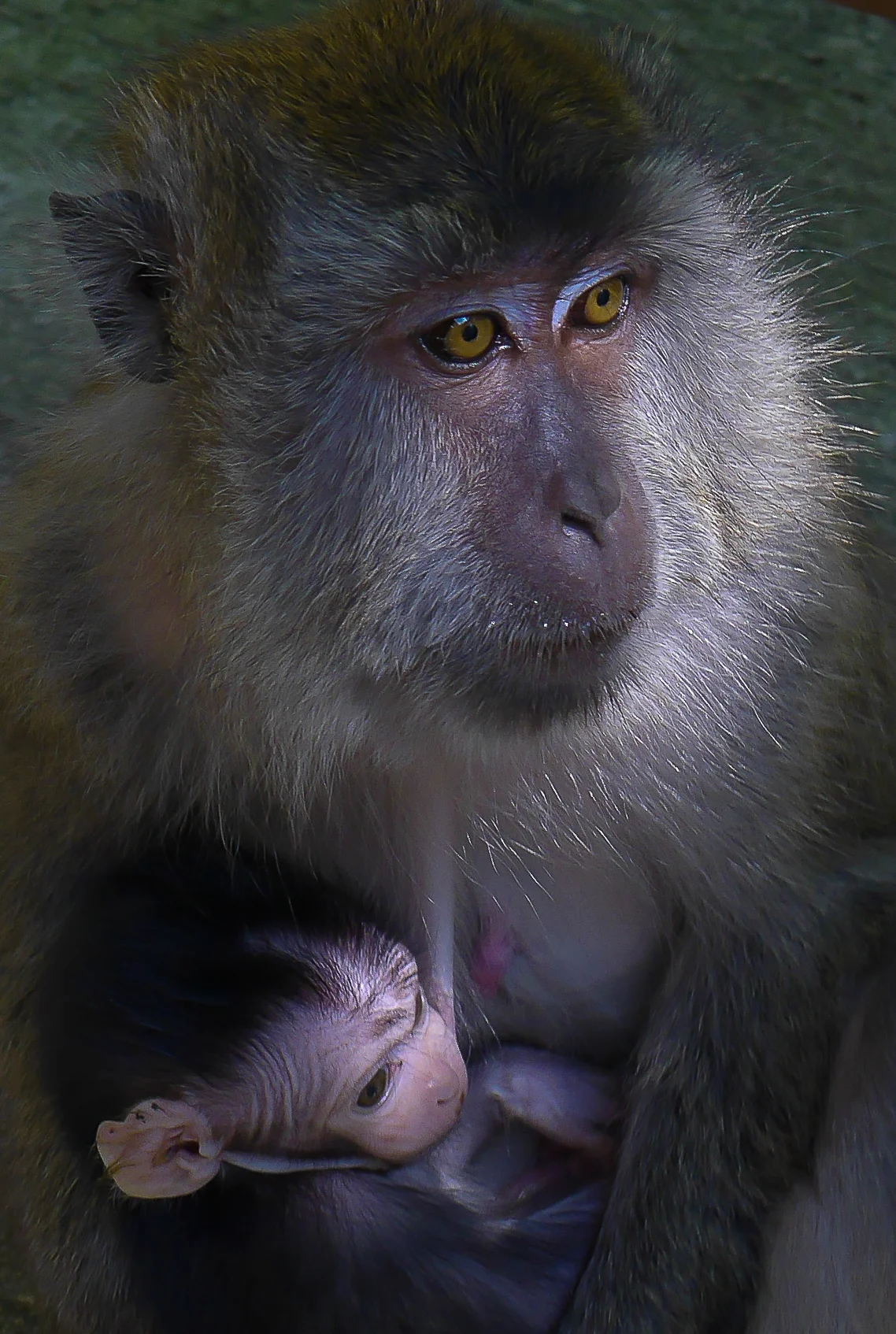 Macaque mom