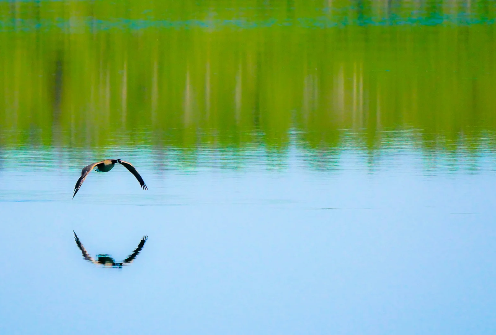 Signs of spring on the wing