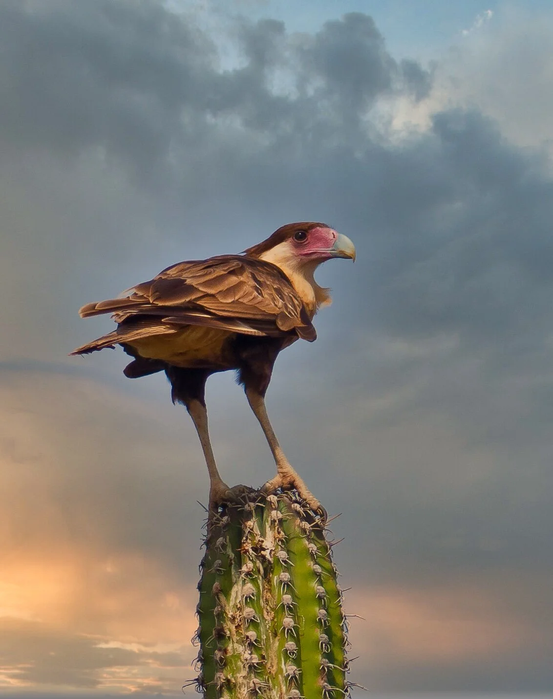 Crested Cara-Cara - Aruba, Dutch Antilles