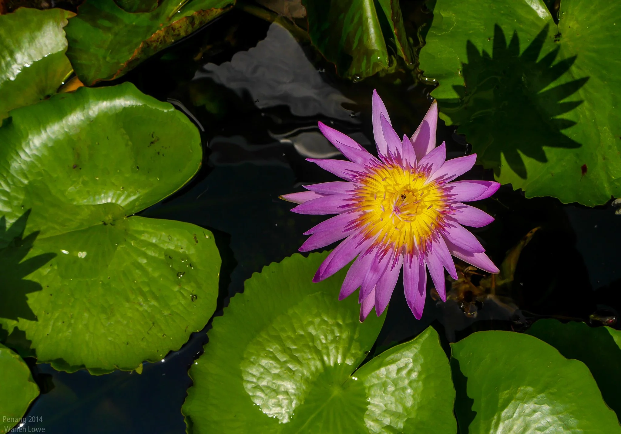 Water blossom, Penang