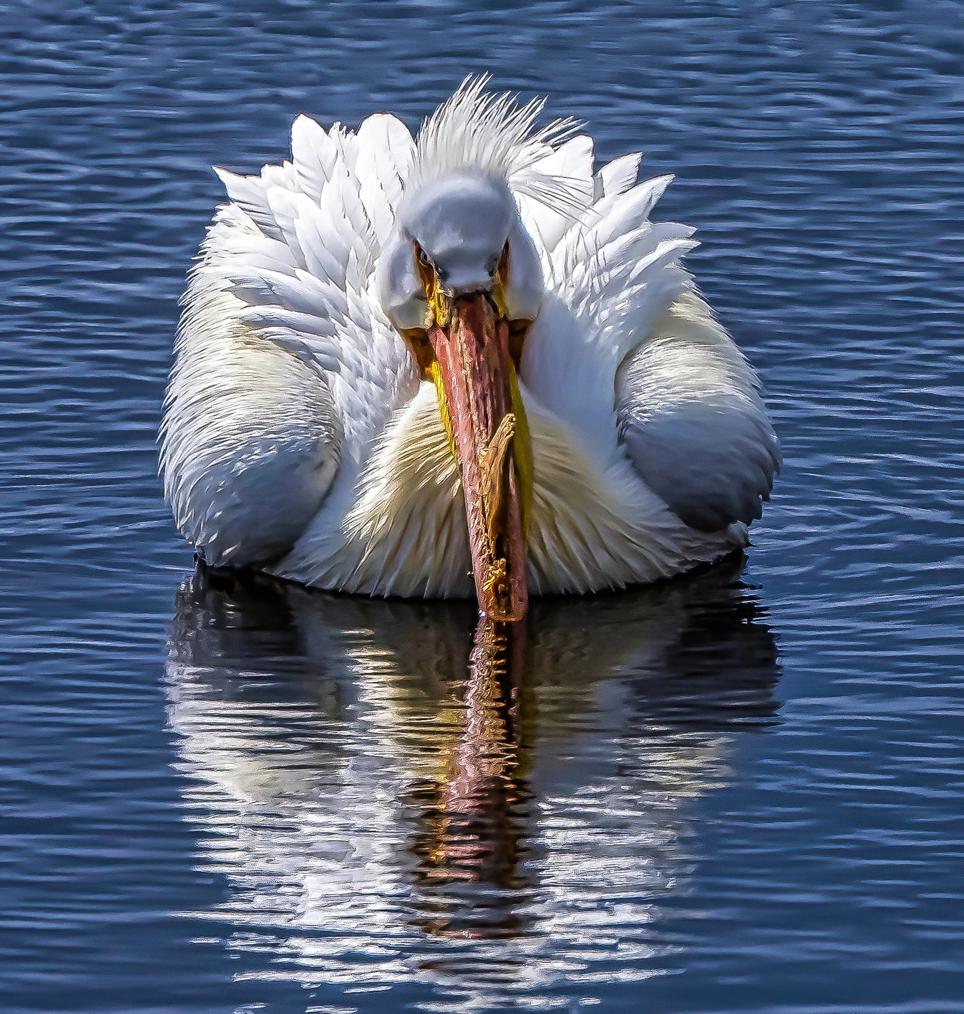 White Pelican with attitude