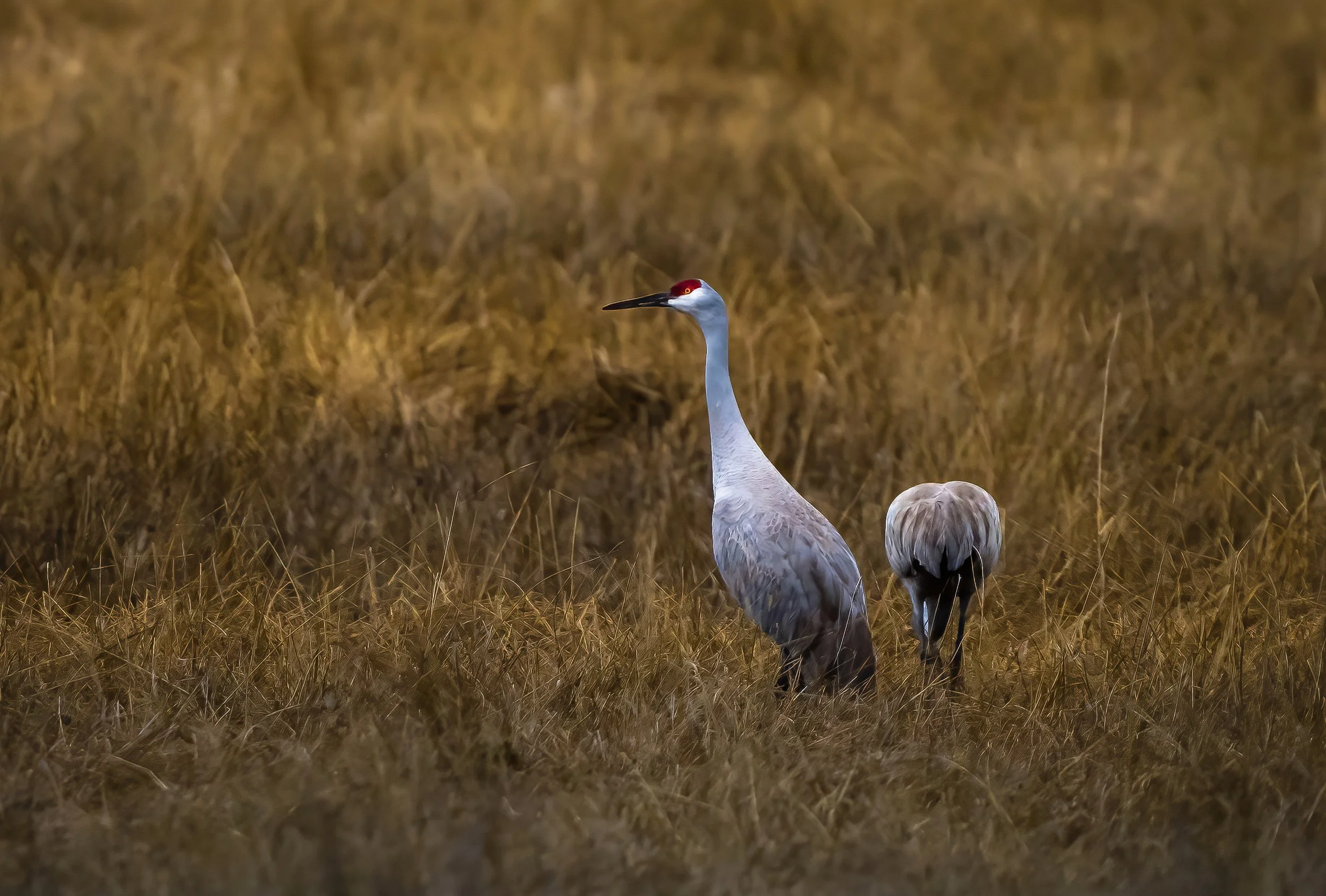 Sandhill Cranes in the Golden Hour   .....  Please wait a minute while the rest of the photos load...