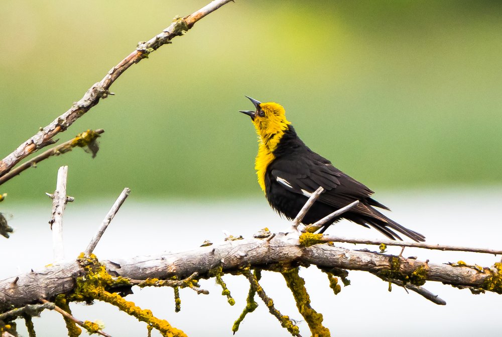 Yellow-headed Black Bird