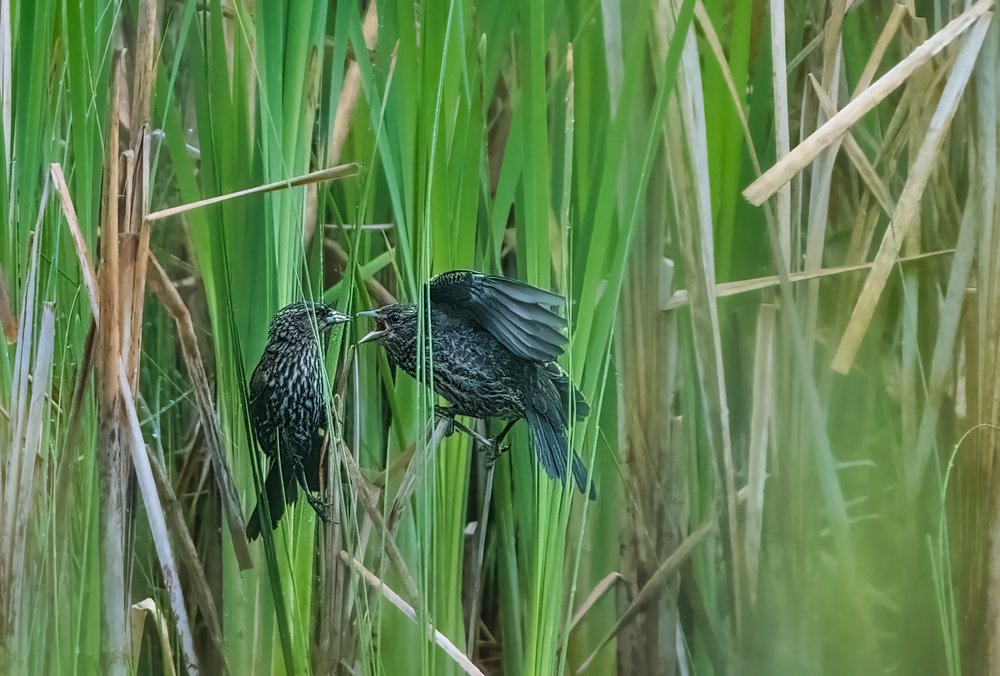Red-winged Blackbird and chick
