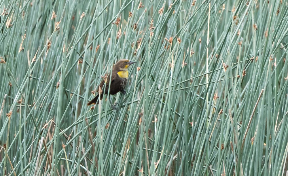 Juvenile Yellow-headed Blackbird