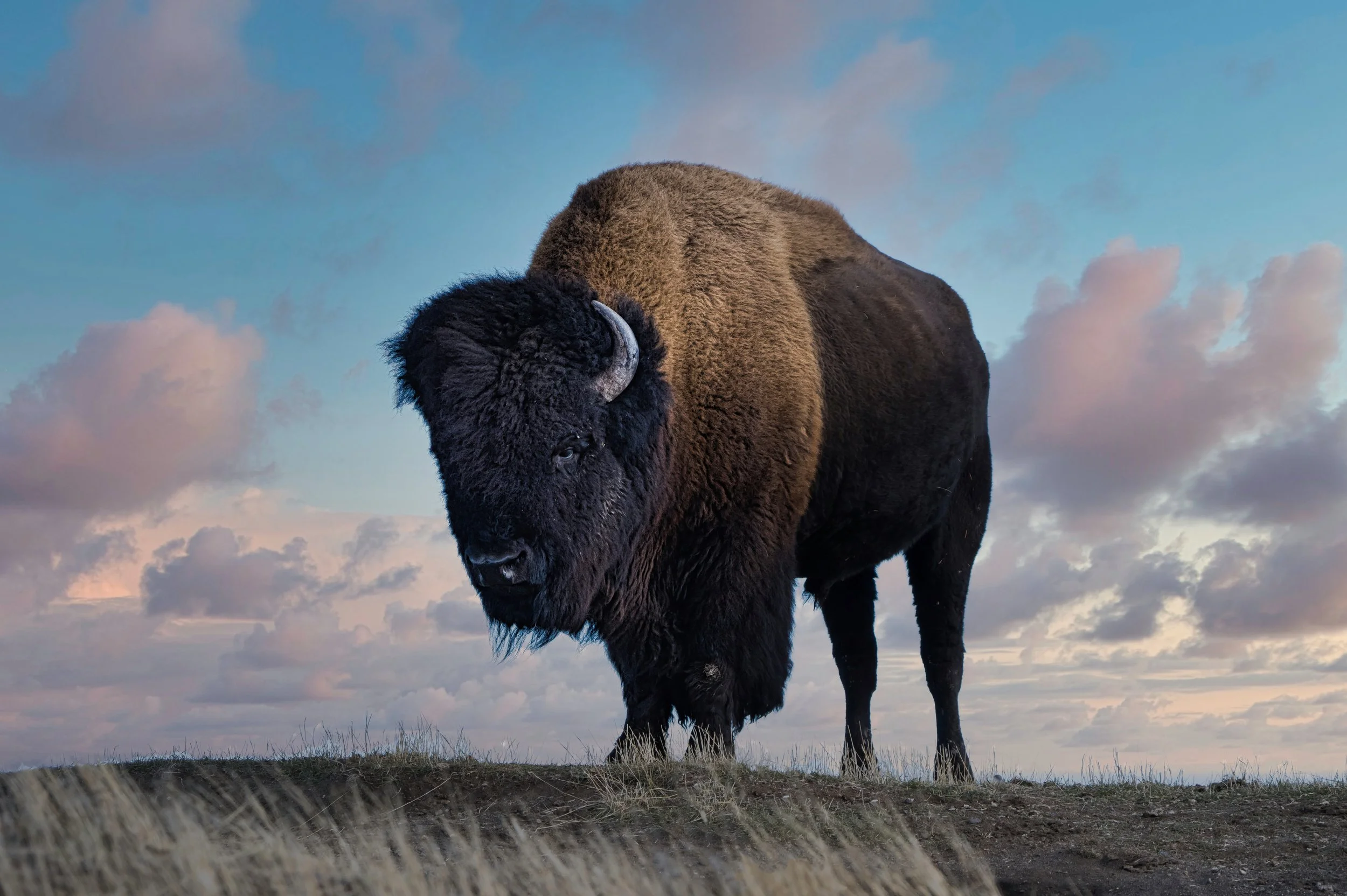 XH Buffalo Ranch, Green Lake BC