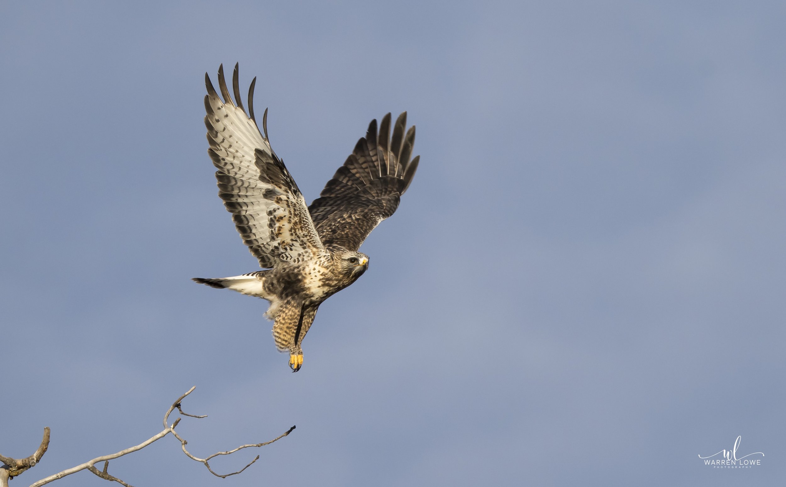Rough - legged Hawk, Green Lake BC