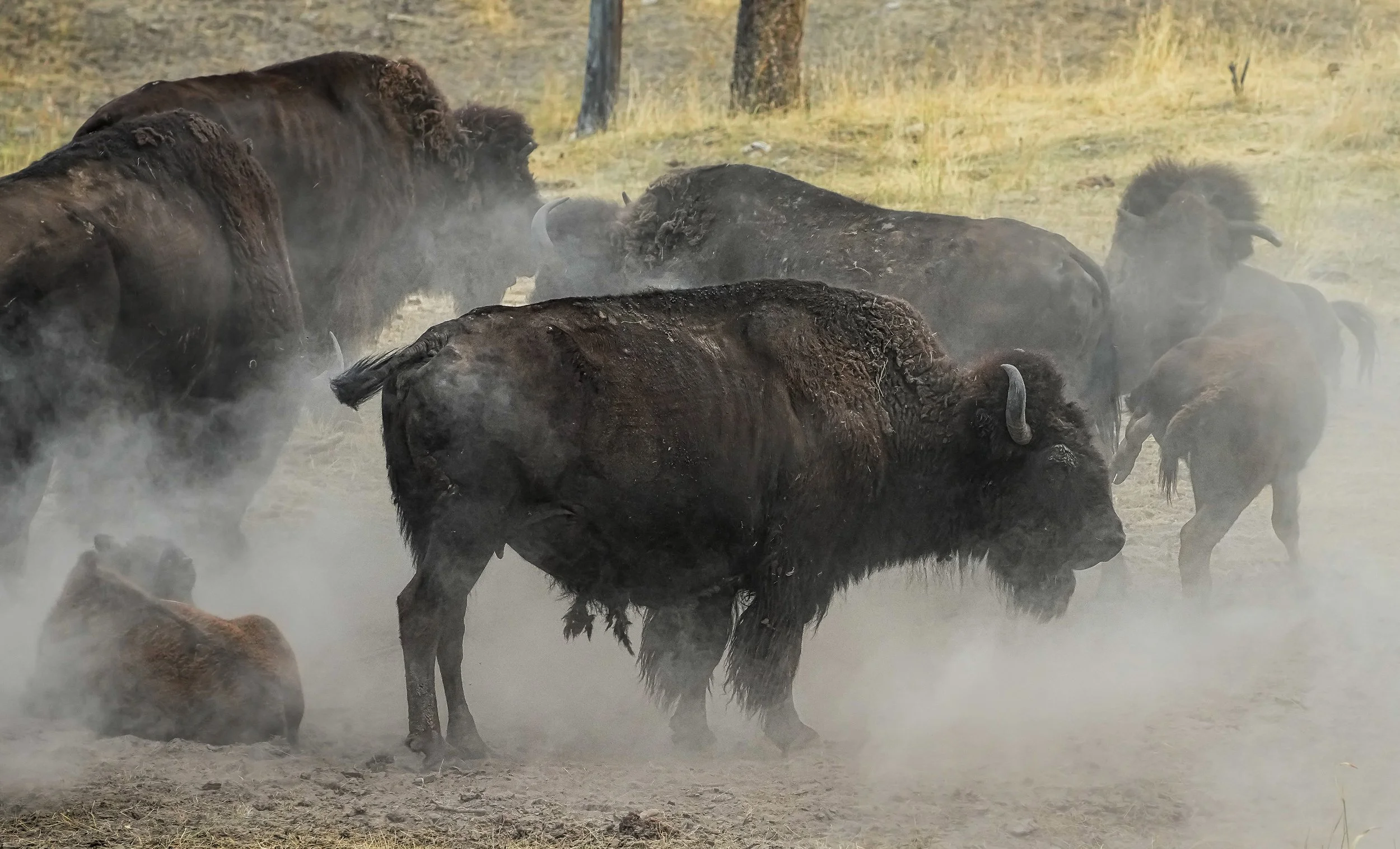 XH Buffalo Ranch series #4