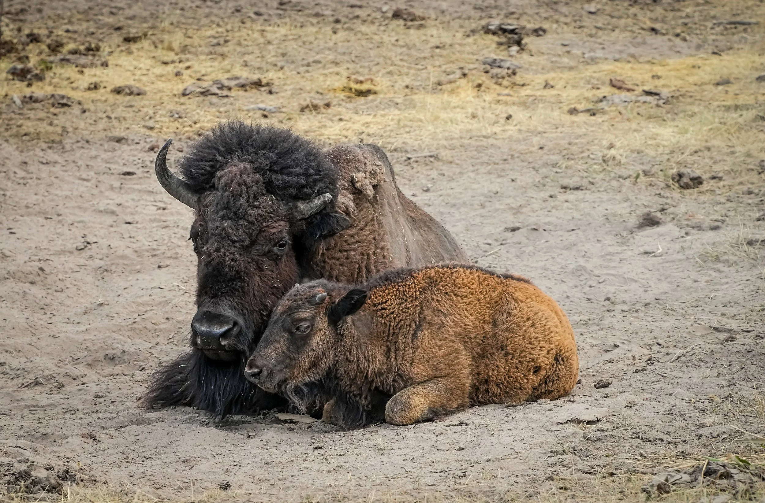XH Buffalo Ranch series #3