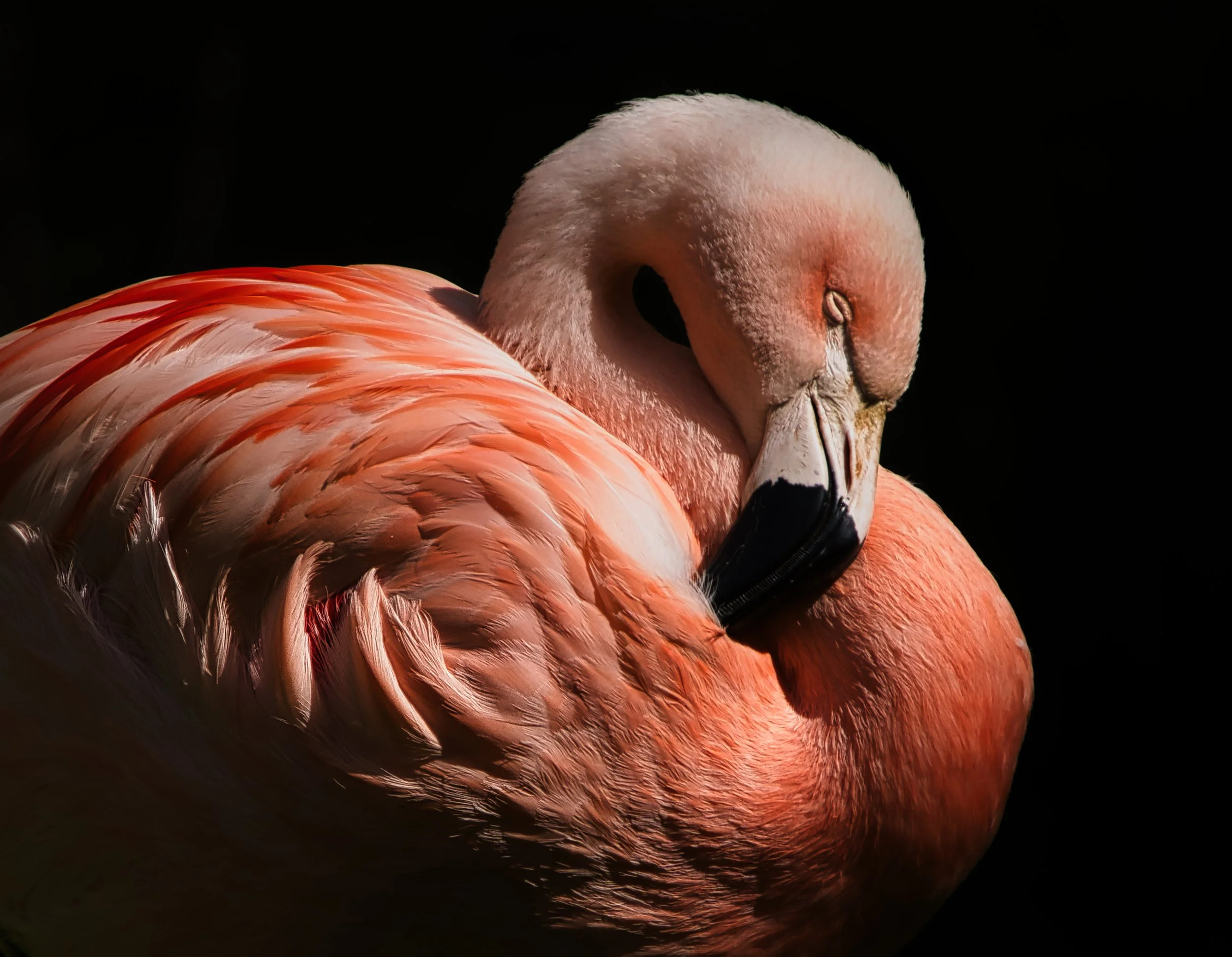 DSC00504 flamingo 3 copy 2.jpeg