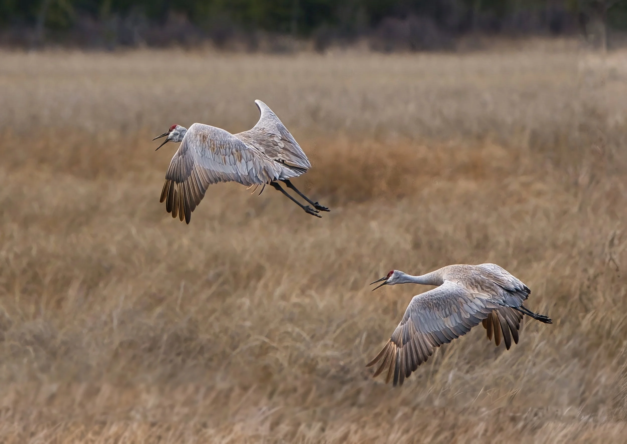 DSC00207_GEN copy 2_GEN.jpeg