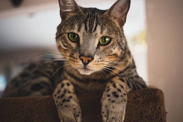 Pinot the wondercat is looking so much more adult these days. He's lost his adorable, but replaced it with handsome. .
🐾
.
😽
.
#kitty #cat #bengal #bengalcat #bengalsofig #bengalsofinstagram #catphoto #canon #canoncanada #handsome #handsomeboy #pho
