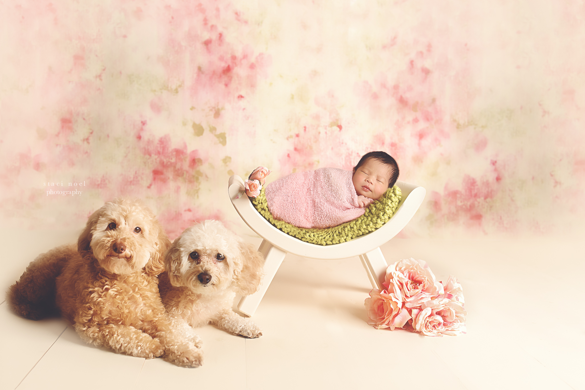 charlotte newborn photography baby girl and dogs