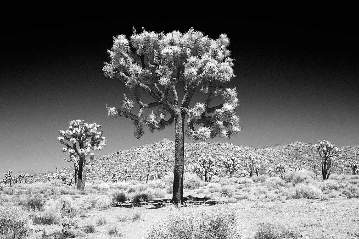 JoshuaTree-350.jpg