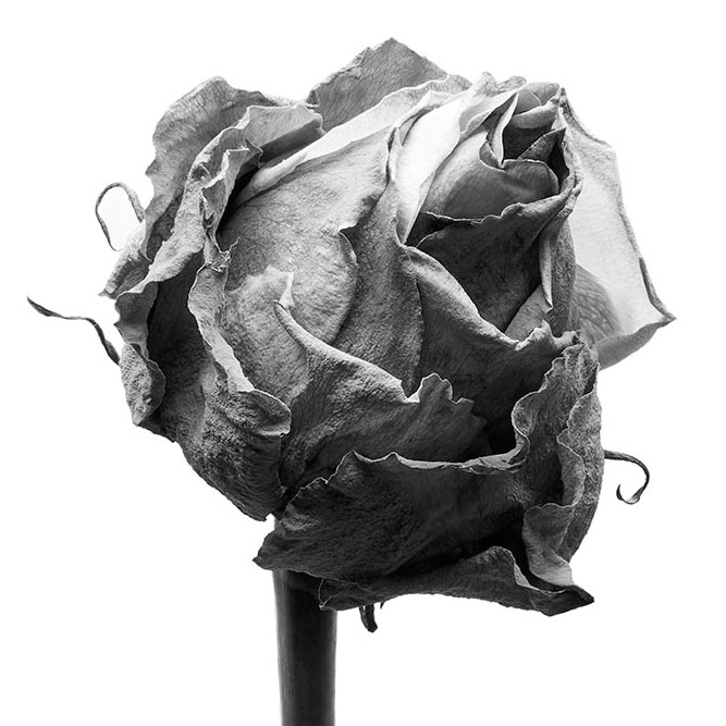 christopher+tovo+photographer+still+life+blacknwhite