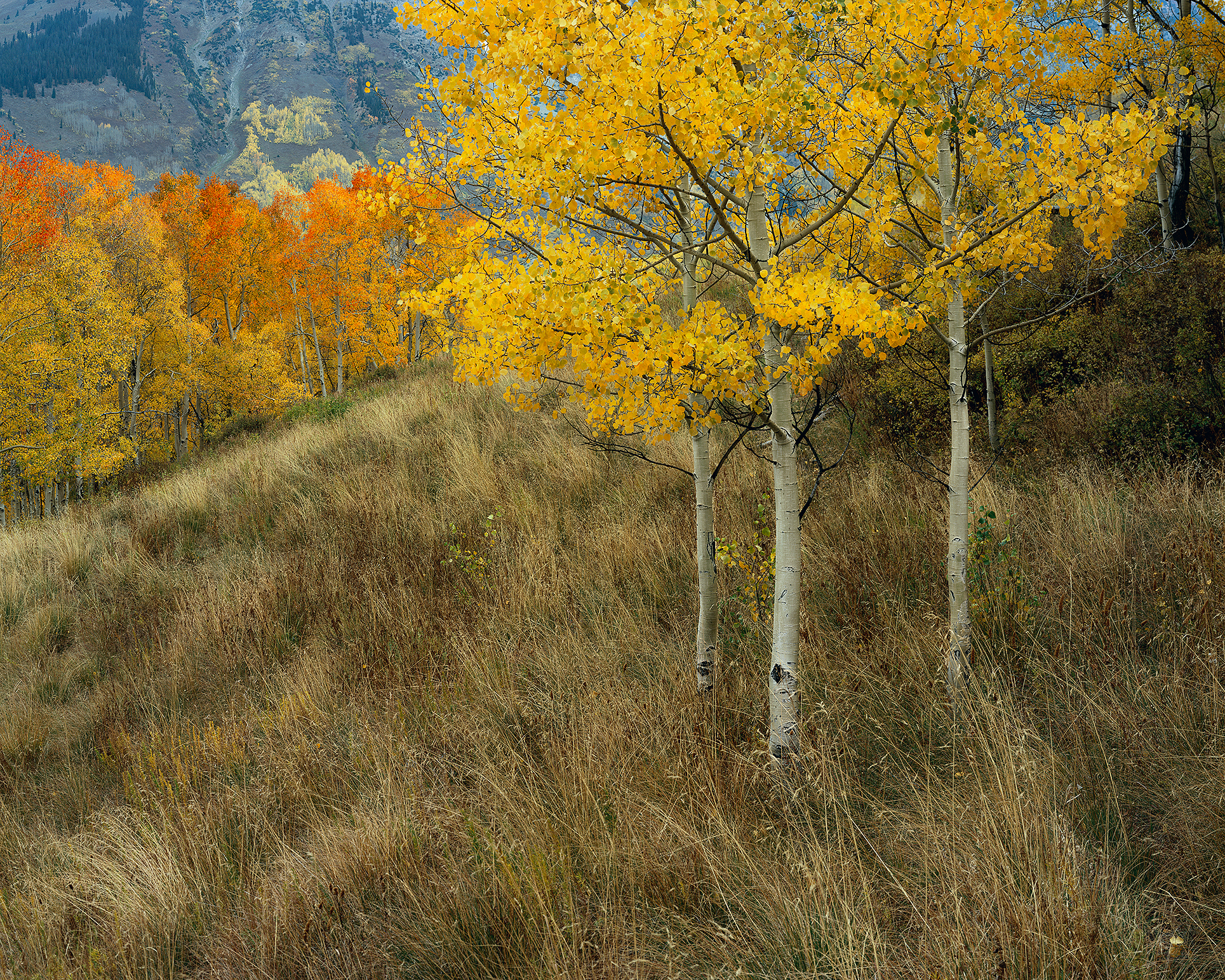 Aspen Hillside.jpg