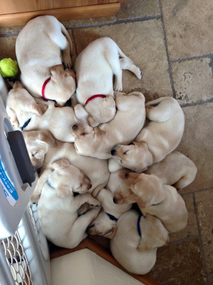We think Sinchi is at the top left with the dumbo sized ears and blue collar in the puppy mound.