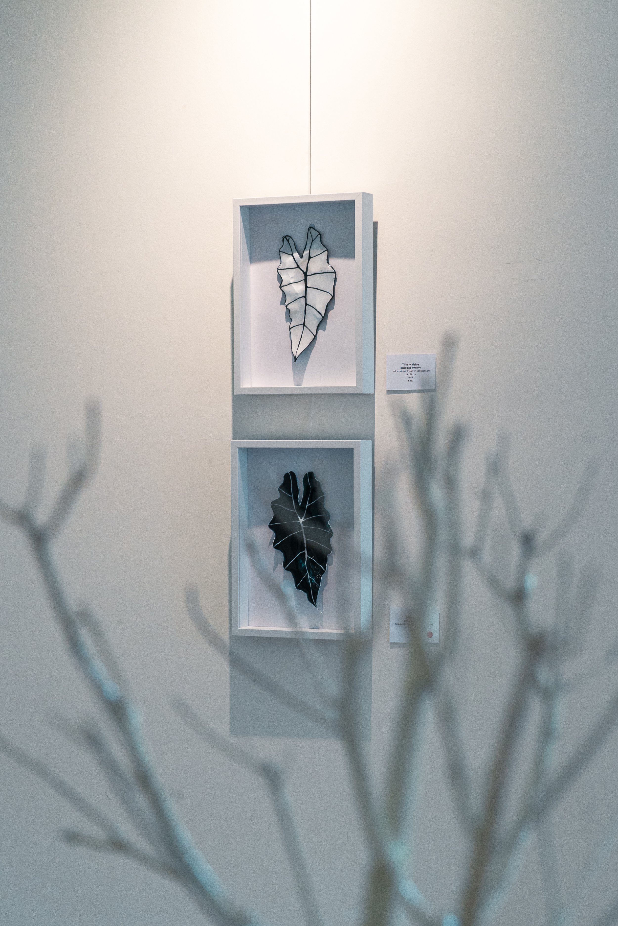 Black and White v3 and v4