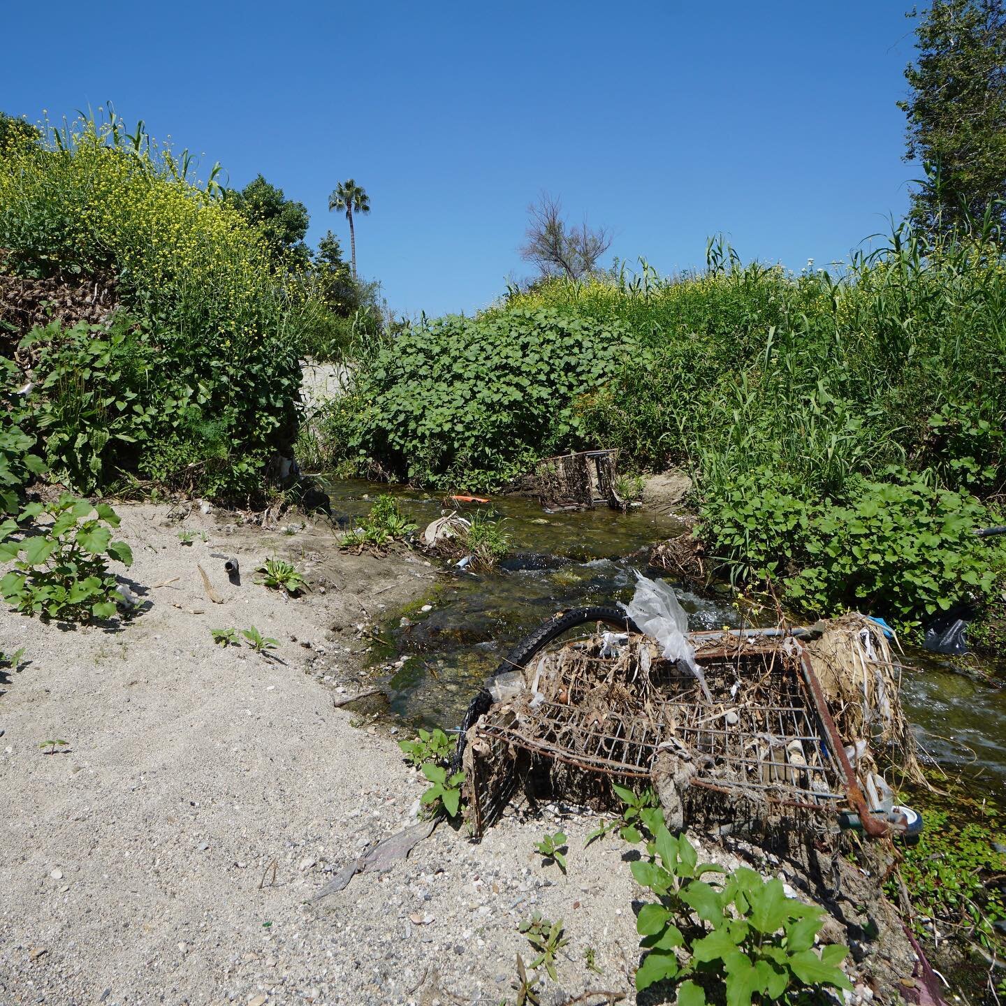 Ecology restoration is essential service. And it turns out, good for mental health.

I had been holding myself together fairly well until last week, when the unrelenting weight of this moment finally made its first rupture. So I went to down to the L