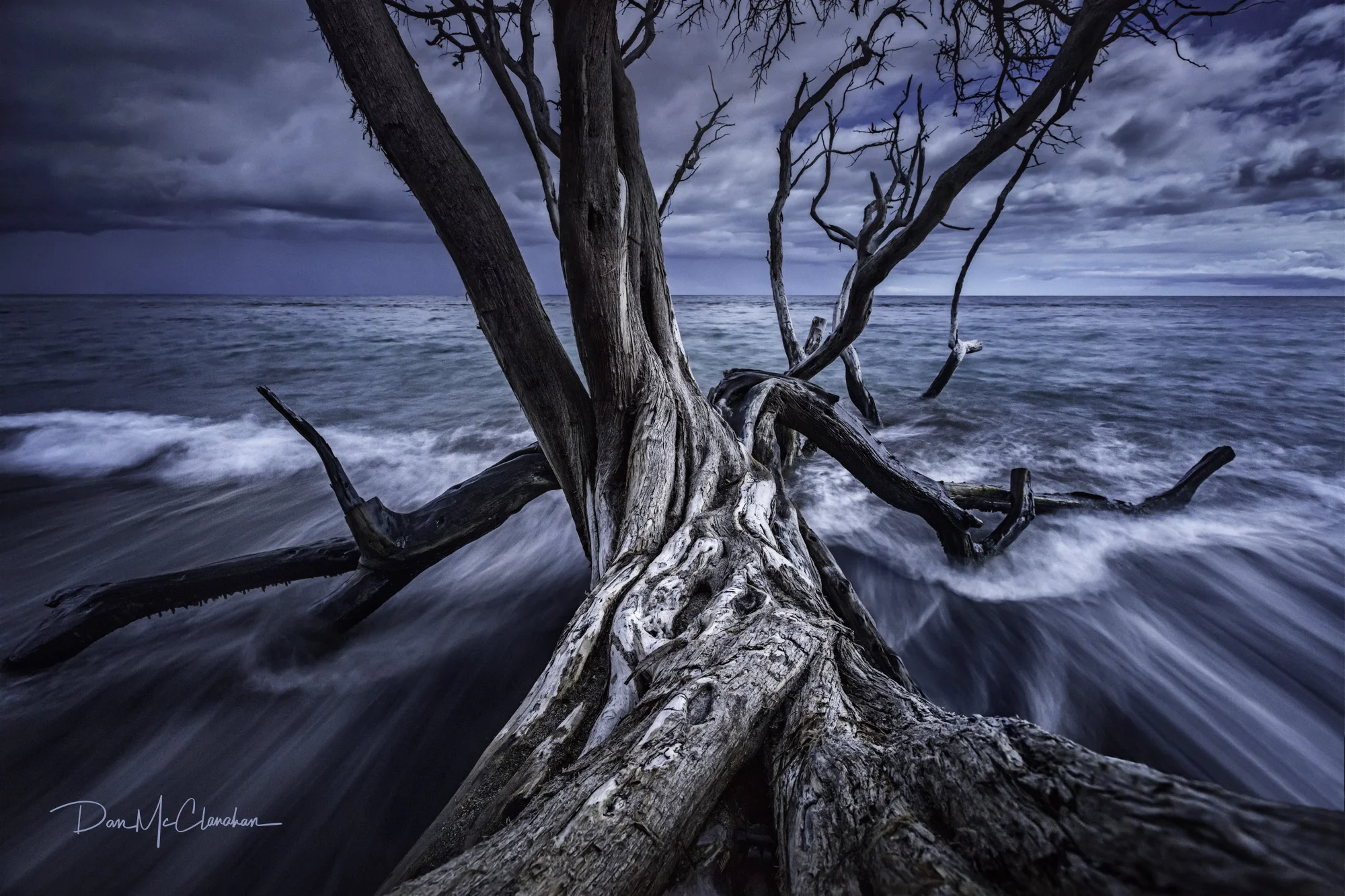 oceantree_web.jpg