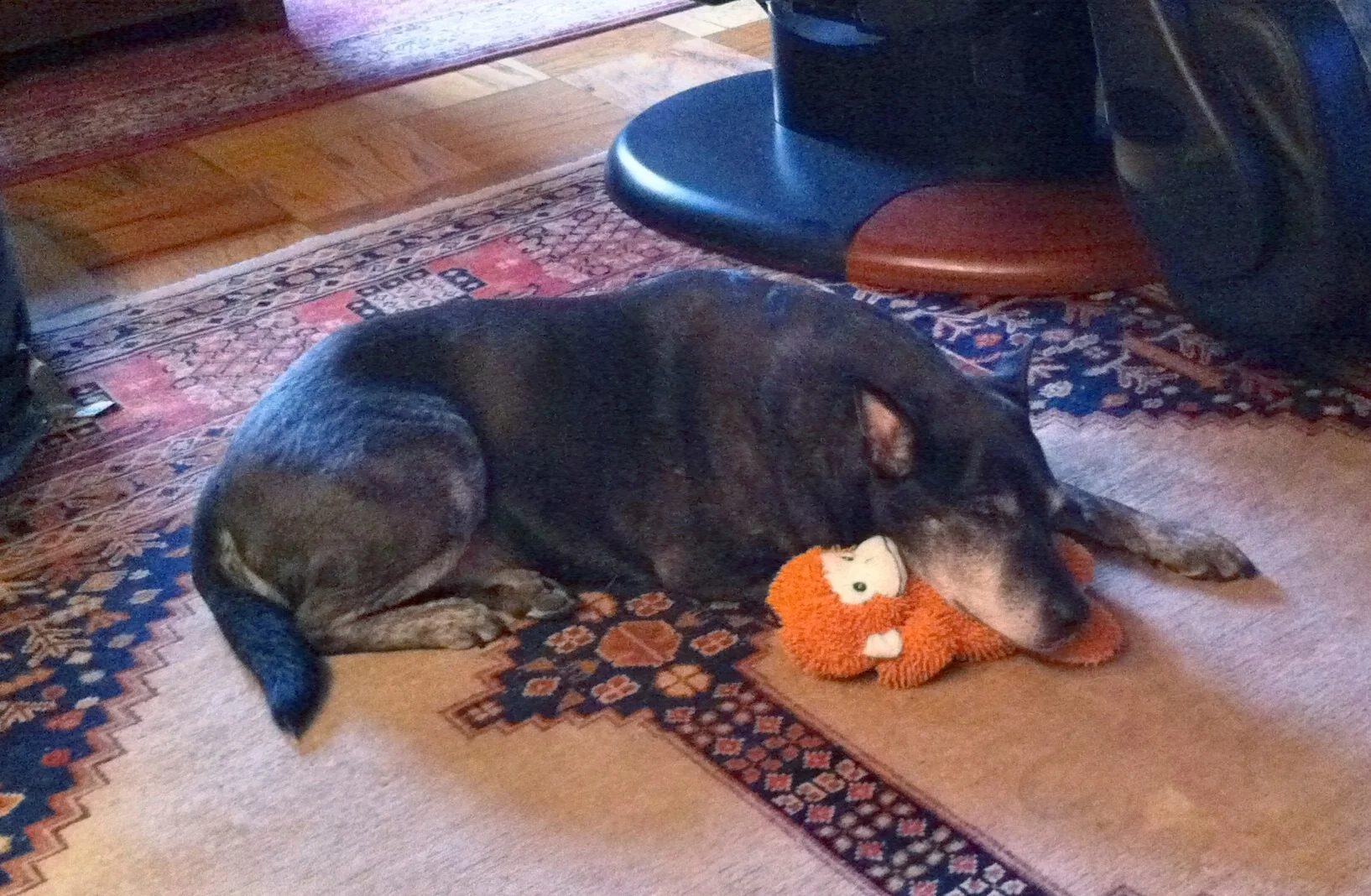 Cancer and dogs