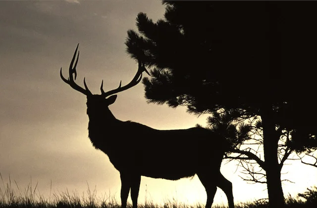 Should we be more worried about chronic wasting disease?
