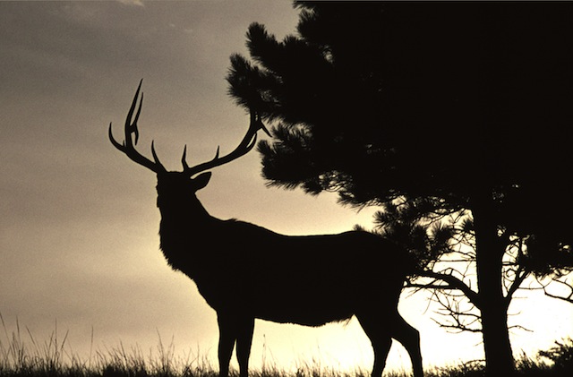 elkbucksunset