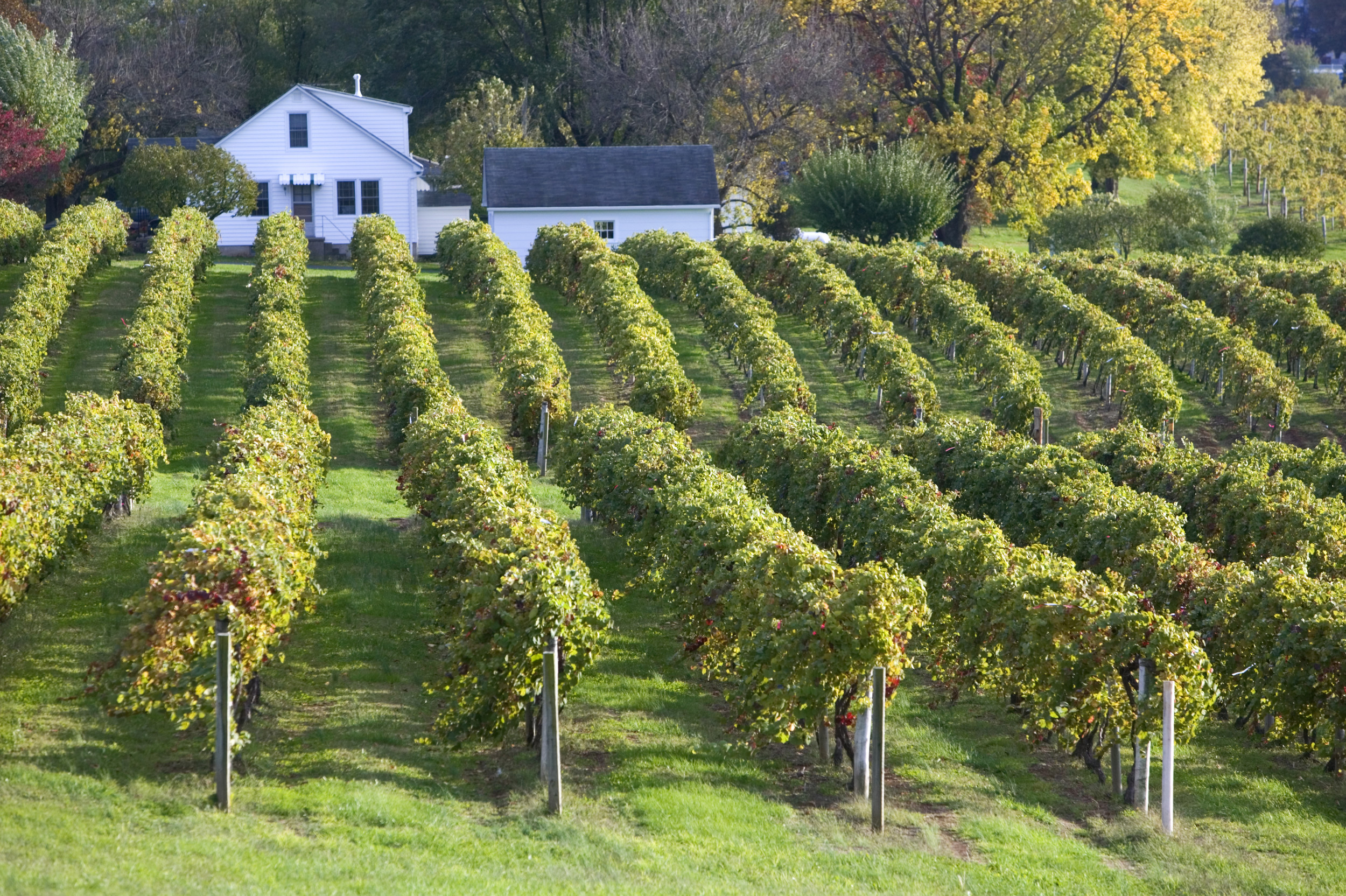 MO-augusta-vineyard.jpg