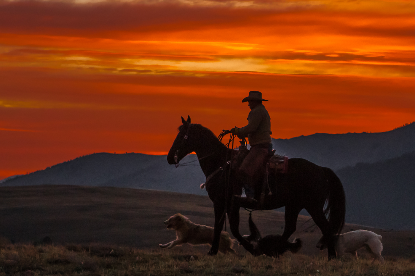 Cowboy at Sunrise with His Buddies