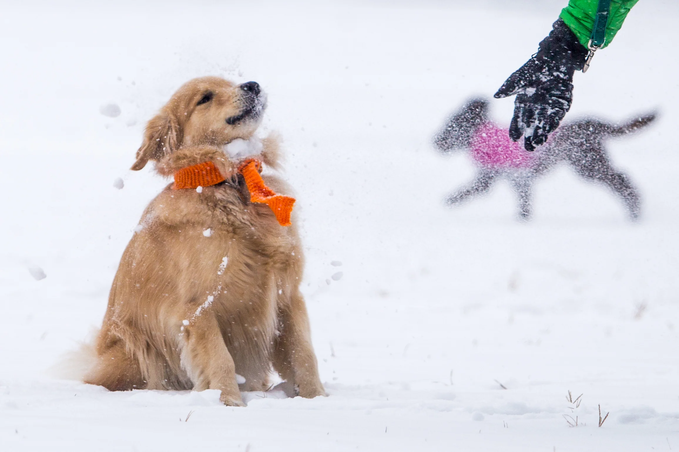 Murphy (left), a golden retriever, gets a face full of fresh snow from his owner John Taulane, of Boston, in the Boston Common Dec. 17, 2016.
