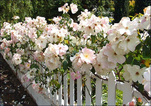 The Sally Holmes rose, a favorite of Julie Andrews