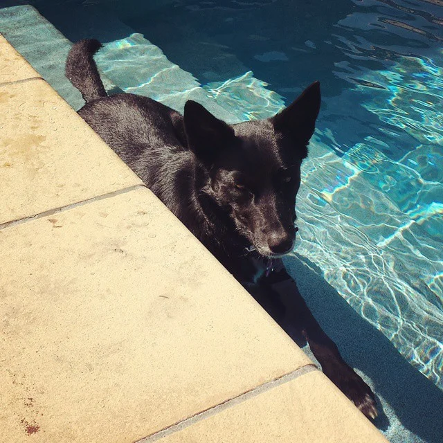 Time to cool off #vantagelandscapes #vantageapprentice #hardworker #kelpie #pool