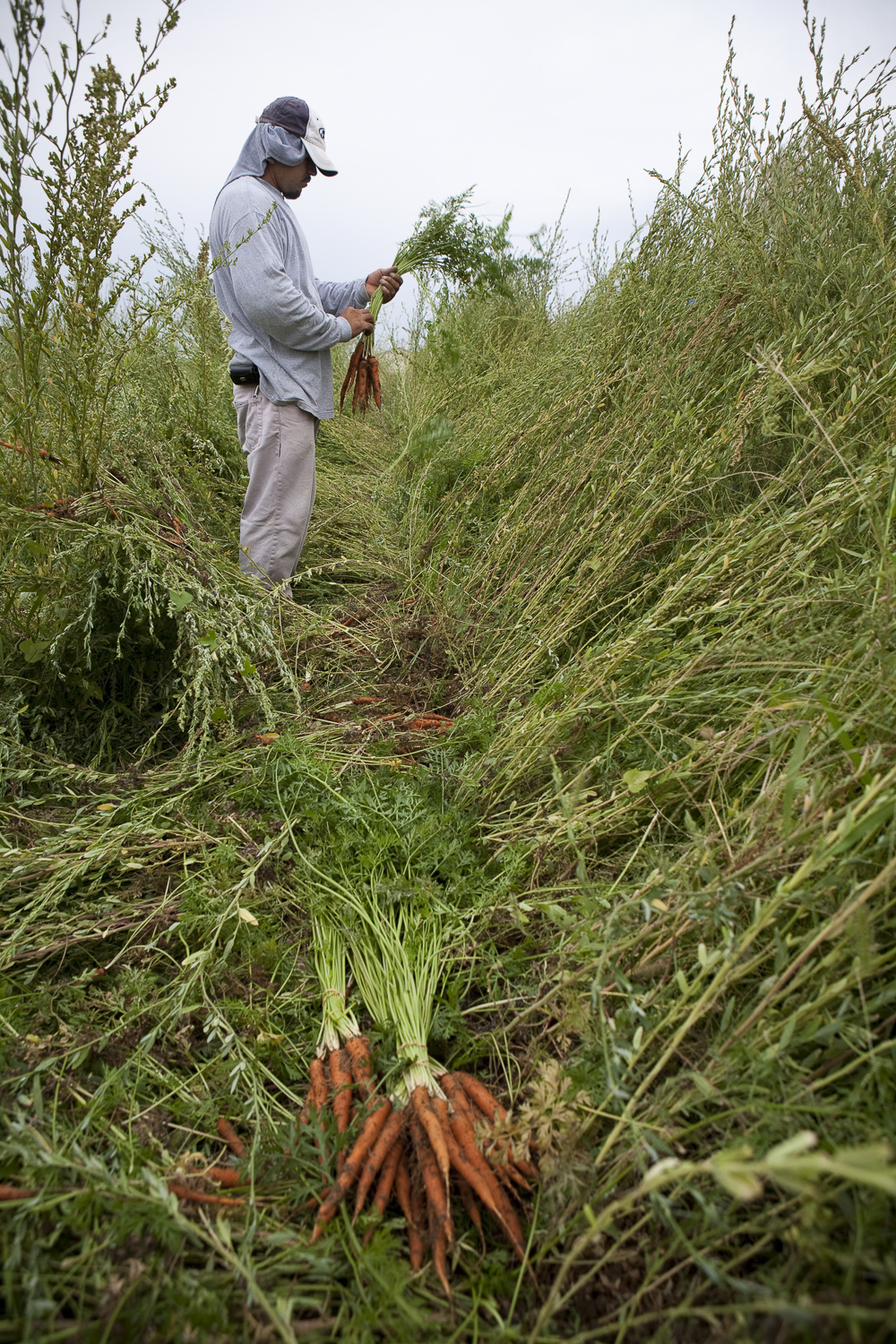 20_annehamersky-farm-together-now-chronicle-books.JPG