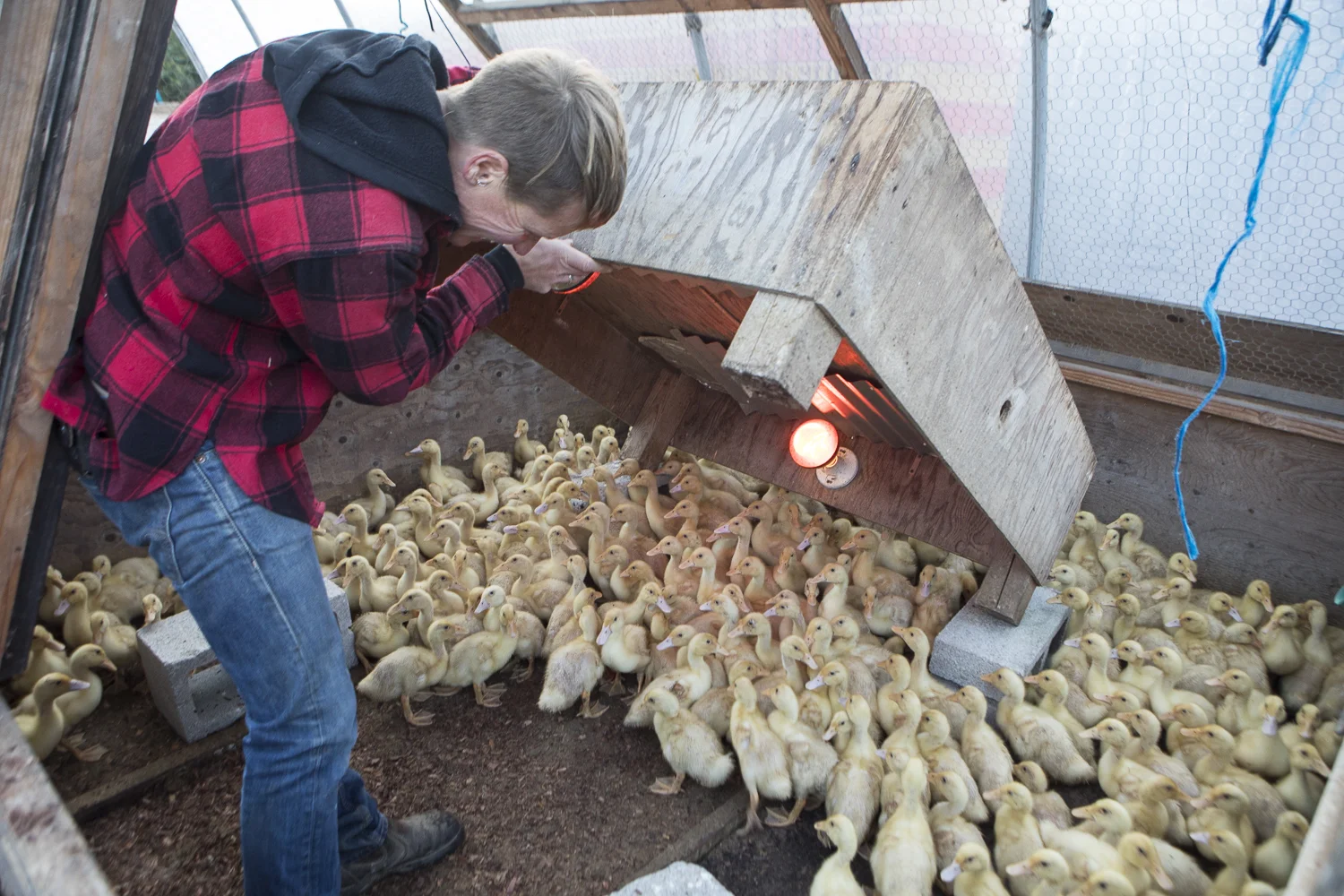 18001_RootDownFarm_0377.jpg