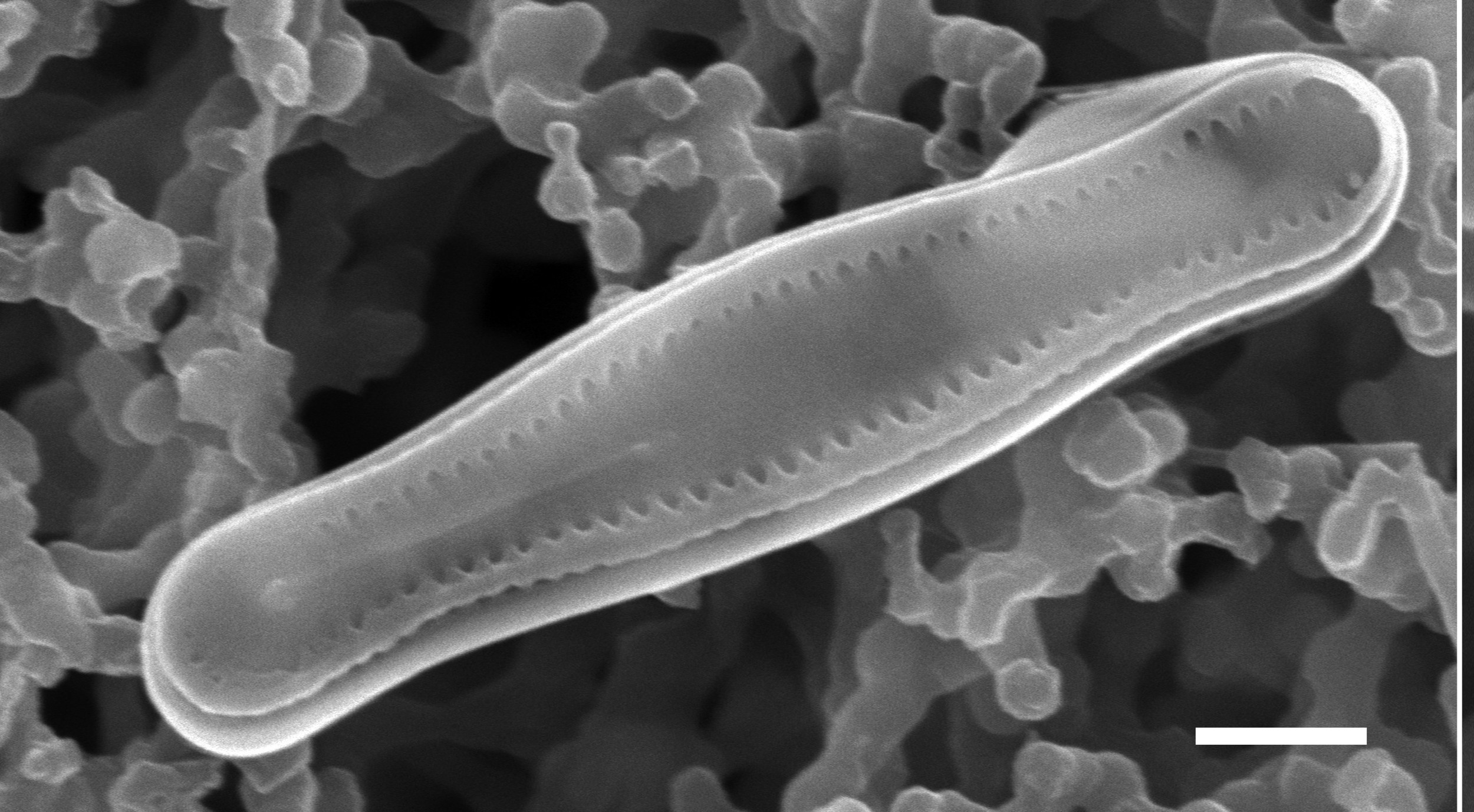 Nanoneis-003a-SEM.jpg