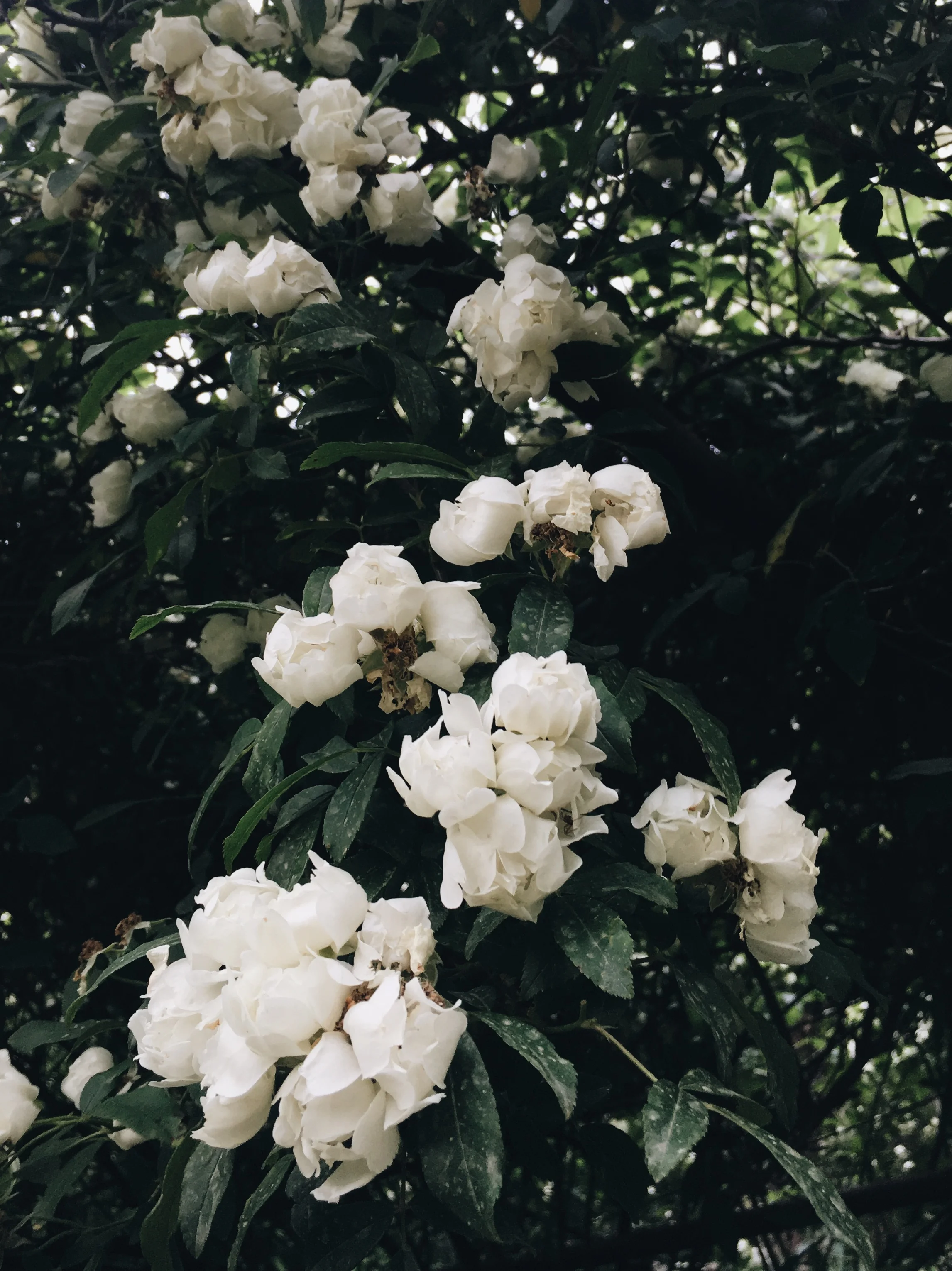 ED3F664E-FDAC-4D1A-8C7D-2F61A5B9BD2B.jpg