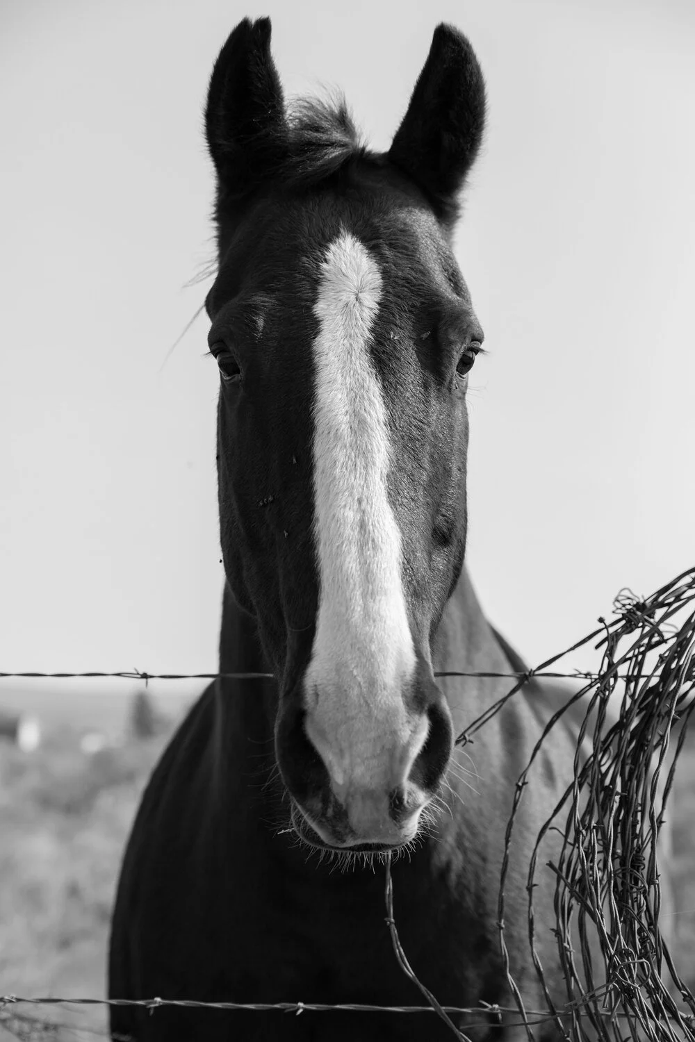 2020_11_27_Road_Trip_1253_bw.jpg